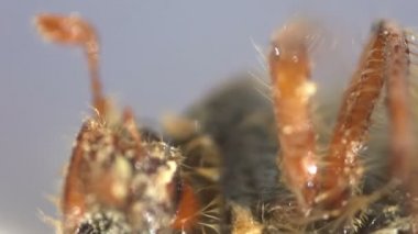 Cockchafer böcek ciddi Pest, Bahçeleri yakın
