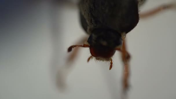 Cockchafer insecto grave plaga de jardines de cerca — Vídeos de Stock