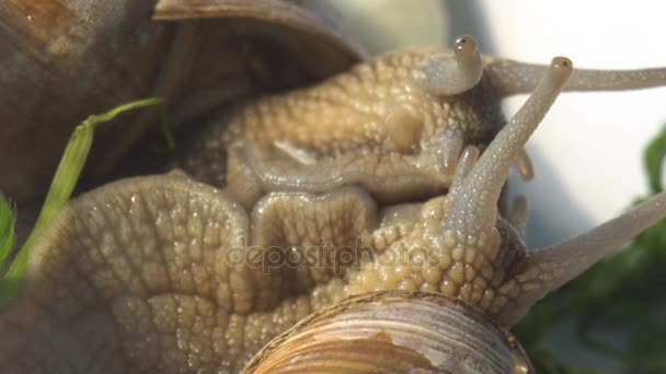 Snails Couple Making Love — Stock Video