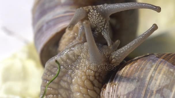 Couple d'escargots faisant l'amour — Video