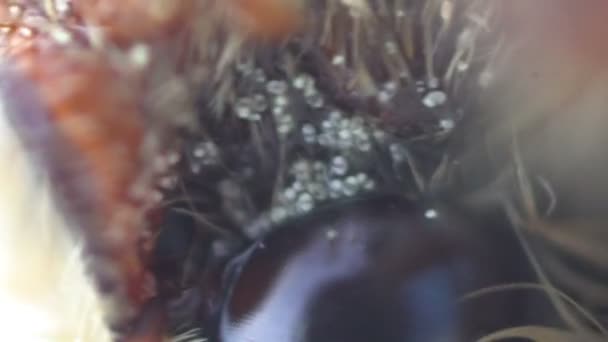 Cockchafer insecto grave plaga de jardines de cerca — Vídeo de stock