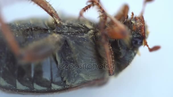 Cockchafer böcek ciddi Pest, Bahçeleri yakın — Stok video