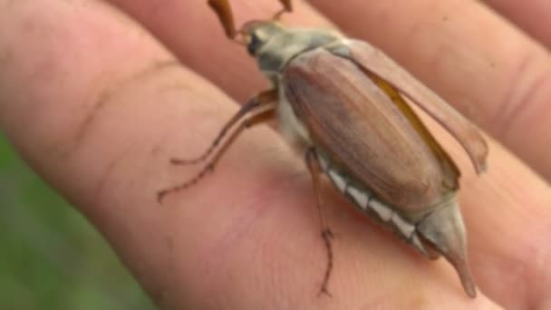 Cockchafer insecto grave plaga de jardines de cerca — Vídeos de Stock