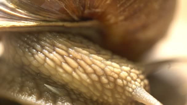 Snail Water in Garden Close up Shell Skin — Stock Video