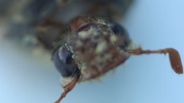 Cockchafer Inseto Peste grave dos jardins Close-up — Vídeo de Stock