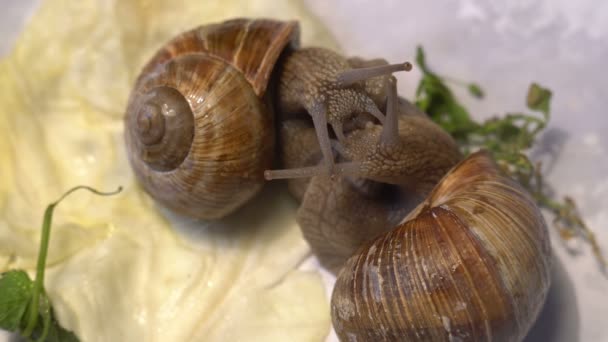 Snail Water in Garden Close up Shell Lovers — Stock Video