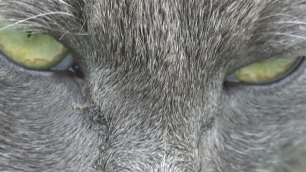 Beaux yeux gris chat regardant à la caméra 