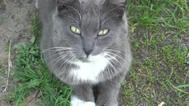 Linda cara de gato cinza olhando para a câmera inteligente — Vídeo de Stock