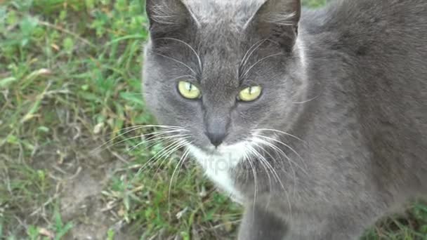 Linda cara de gato cinza olhando para a câmera ir embora — Vídeo de Stock