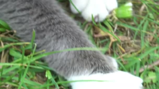 Hermosa gris gato pata con garras ir lejos — Vídeos de Stock