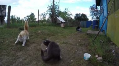 Kızgın kediler kırsal bahçesinde kavga