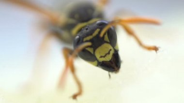 Wasp böcek makro yakın ağız yeme
