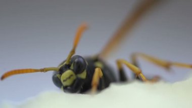 Wasp böcek kafa makro yakın göl kenarında beyaz