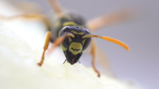 Wespe Insektenmund Makro Nahaufnahme Essen — Stockvideo