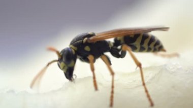 Wasp böcek makro yakın yeme izole