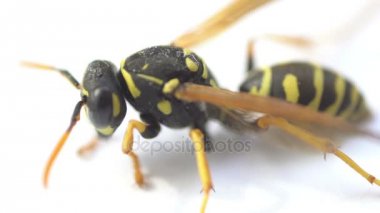 Wasp böcek makro yakın göl kenarında beyaz