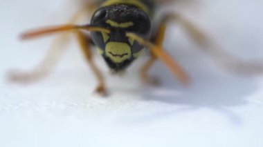 Wasp böcek kafa makro yakın göl kenarında beyaz