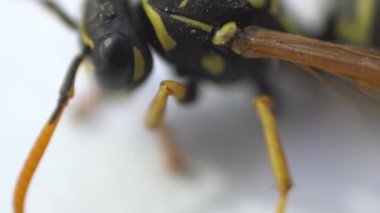 Wasp böcek makro yakın göl kenarında beyaz
