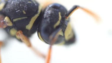 Wasp böcek kafa makro yakın göl kenarında beyaz