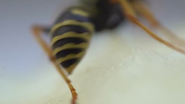 Wasp böcek makro yakın Sting