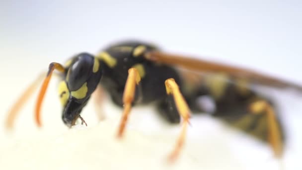 Darázs rovar makró közelről eszik elszigetelt — Stock videók
