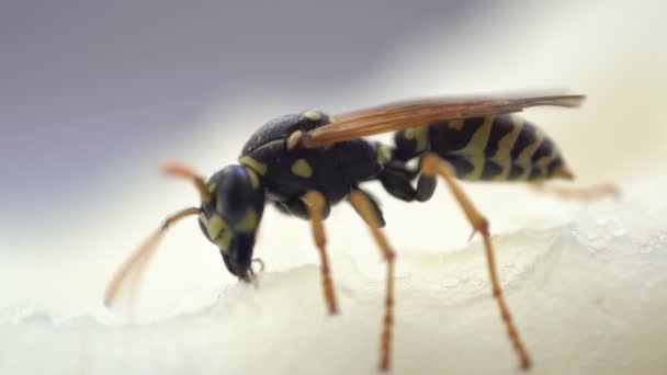 Wespeninsekt Makro Nahaufnahme Essen isoliert — Stockvideo