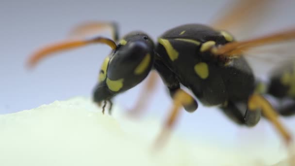 Wespeninsekt Makro Nahaufnahme Essen isoliert — Stockvideo