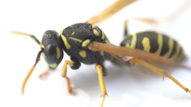 WASP hmyzu makro zblízka izolované na bílém — Stock video