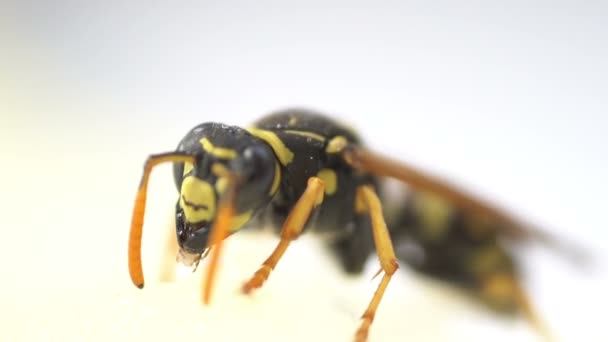Avispa insecto macro primer plano comer aislado — Vídeo de stock
