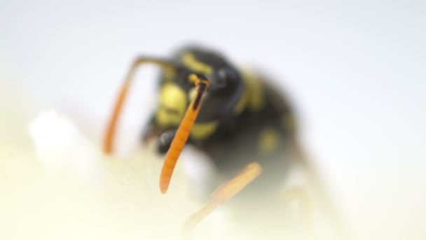 Avispa insecto macro primer plano bigotes — Vídeo de stock