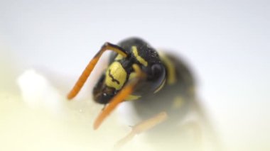 Wasp böcek kafa makro yakın göl kenarında beyaz