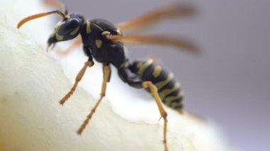 Wasp böcek makro yakın yeme izole