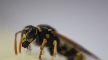 Wasp böcek makro yakın yeme izole