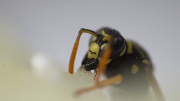 Avispa insecto macro primer plano aislado en blanco — Vídeo de stock