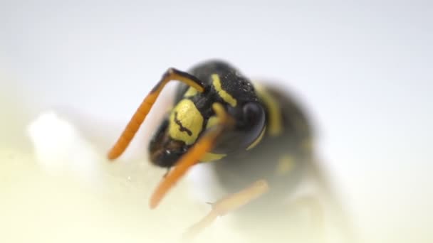 Wasp böcek kafa makro yakın göl kenarında beyaz — Stok video