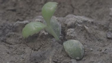 Su damlacık yağmur üretim tesisi ile kuru arazi üzerinde