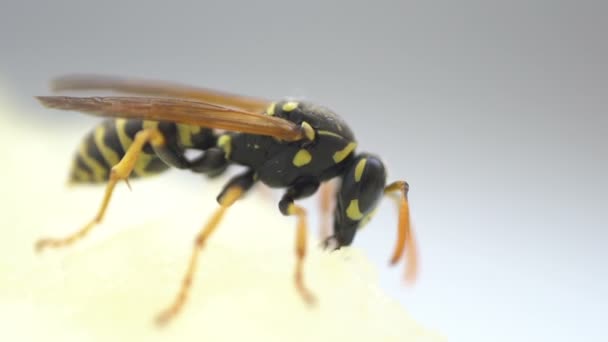 Wasp eten Extreme Close-up geïsoleerd — Stockvideo