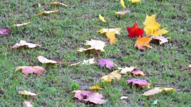 esen rüzgar, sonbahar güneş ışığı yeşillik zemin, Ekim ağır çekimde renk arka plan üzerinde park yeşil çimenlerin üzerinde sarı sonbahar yaprakları