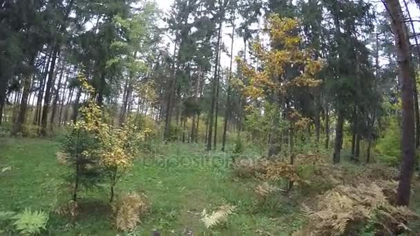 Ottobre parco boschi colore scena autunno sfondo, foglie gialle sugli alberi fogliame — Video Stock