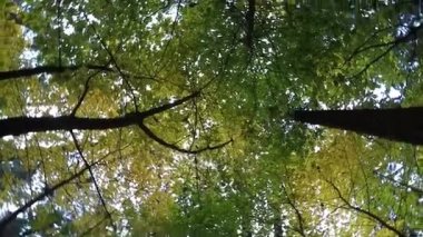 ağaç kron döner, Ekim park renk sahne sonbahar arka plan, sarı yaprakları ağaçların yaprakları üzerinde