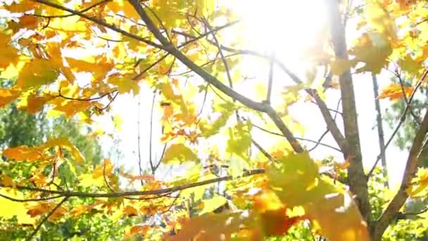 Sfondo naturale. Splendido sole splende attraverso il soffiare su foglie giallo albero del vento. Bokeh astratto sfocato con bagliore solare. Luce del sole. Raggio di sole. Fogliame autunnale — Video Stock