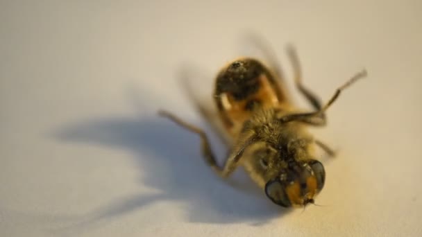 Huisvlieg insect haren macro vliegen musca sterven opleggen aan de nek en schudden haar pads — Stockvideo