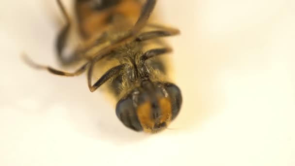 Mouche domestique poils d'insectes macro mouche musca mourant étendu sur le cou et secouant ses coussinets — Video