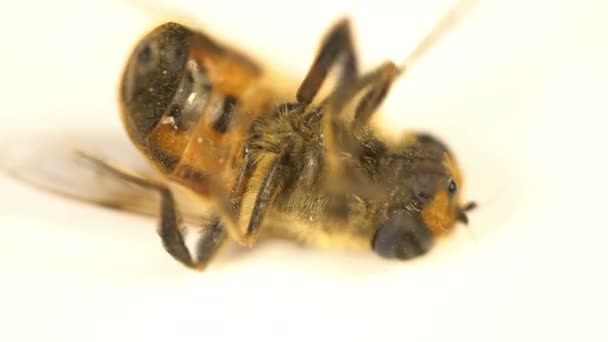 Mouche domestique poils d'insectes macro mouche musca mourant étendu sur le cou et secouant ses coussinets — Video