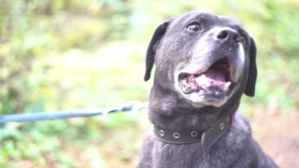 Wierny pies patrząc na jego właściciela i dając łapa — Wideo stockowe