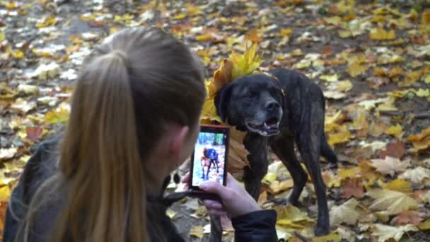 Hund som poserar till sin ägare när hon gör bilden av en hund i höst lämnar — Stockvideo