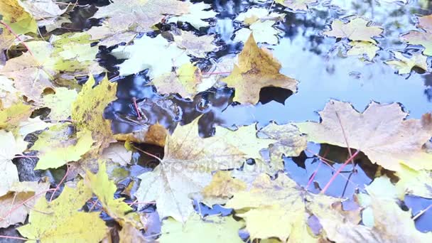 Autumn yellow leaves in puddle shining on sun, sunrays sunlights foliage background, sunbeams and autumn and steady and beams — Stock Video