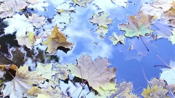 Hojas de color amarillo otoño en charco que brilla sobre el sol, rayos de sol follaje follaje fondo, rayos de sol y otoño y constante y vigas — Vídeo de stock