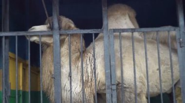 Kafesteki hayvan, Hayvanat Bahçesi kafeste, zalim esaret deve