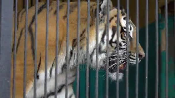 Malnyan cara de tigre caminando, animal enjaulado, cruel cautiverio en un zoológico de circo — Vídeos de Stock